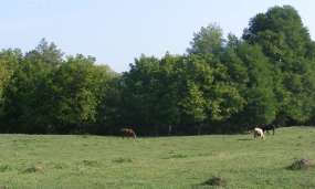 Peisaj împrejurimi municipiul Moreni