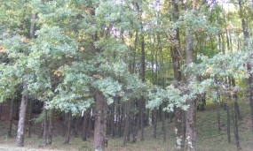 Peisaj împrejurimi municipiul Moreni